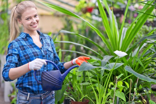 Green waste and branches being cleared from a Belvedere garden