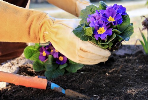 Professional garden clearance work in a Belvedere property
