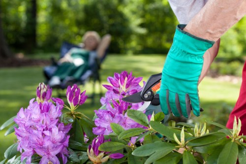 Professional Belvedere garden care with hedge trimming and weed control