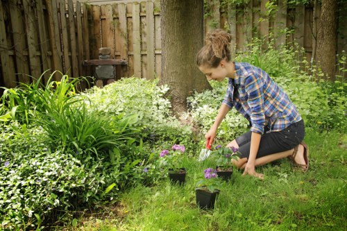 Expert hedge trimming in Belvedere improving curb appeal and privacy