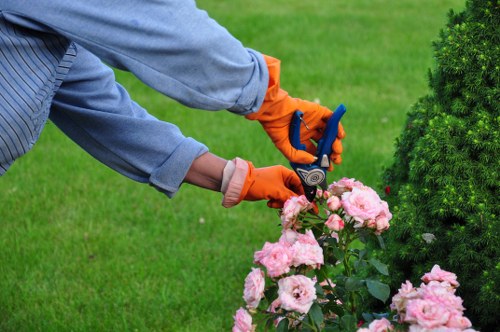 Local Belvedere gardener trimming hedges and maintaining garden borders