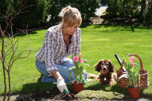 Professional landscaping in Belvedere with balanced softscape and hardscape elements