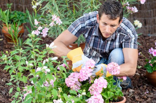 Healthy lawn and seasonal garden maintenance in Belvedere